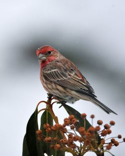 Close-up of bird perching on flowering plant