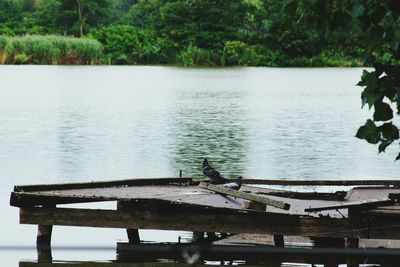 Birds perching on lake against trees