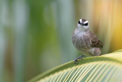 Close-up of bird perching on leaf