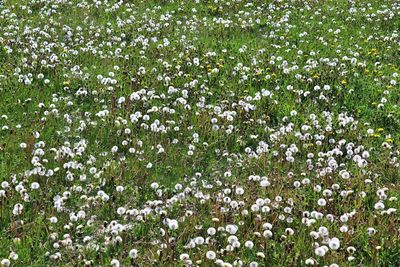 Full frame shot of white flowering plants on field