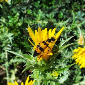 Close-up of insect on flower