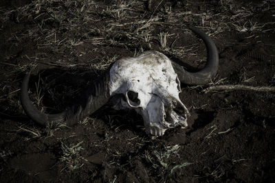 High angle view of animal skull on field