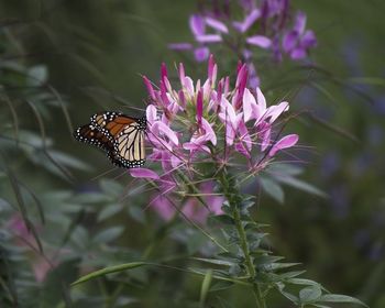 Close-up of butterfly pollinating on purple flower