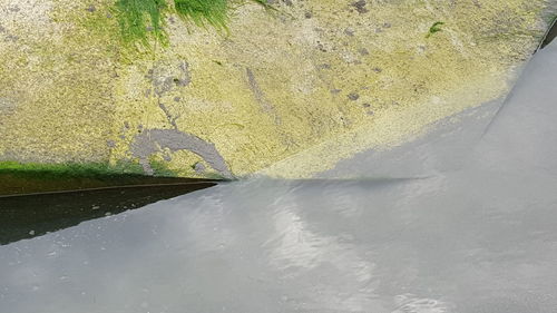 Reflection of trees in puddle