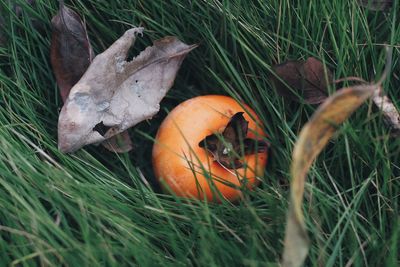 Close-up of mushrooms growing on field