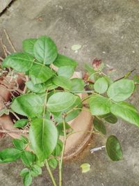 Close-up of fresh green plant