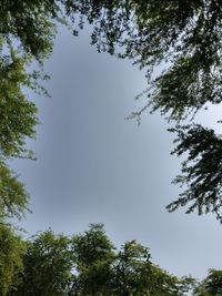 Low angle view of trees against sky