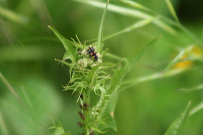 Close-up of insect on plant