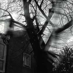 Low angle view of bare trees