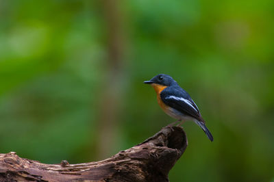 Close-up of bird perching on branch
