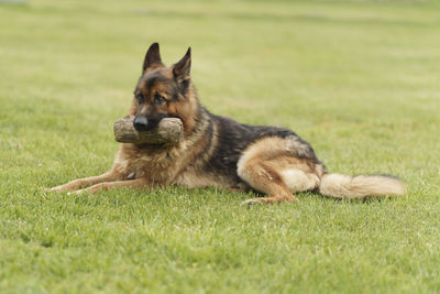 Portrait of dog running on field