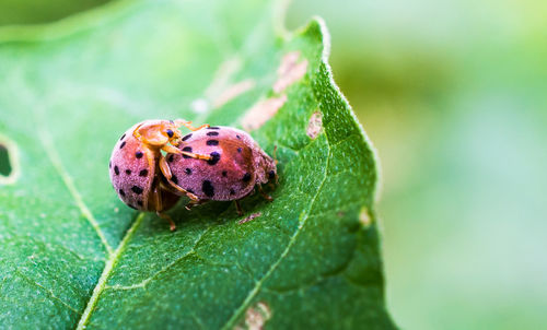 Close-up of insect on leaf