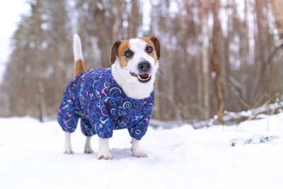 Portrait of a funny jack russell terrier dog dressed in a suit. clothes for pets