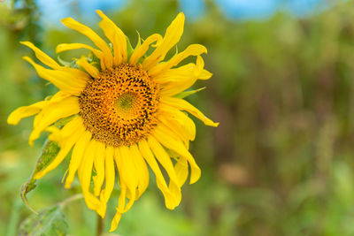 Close-up of yellow flower