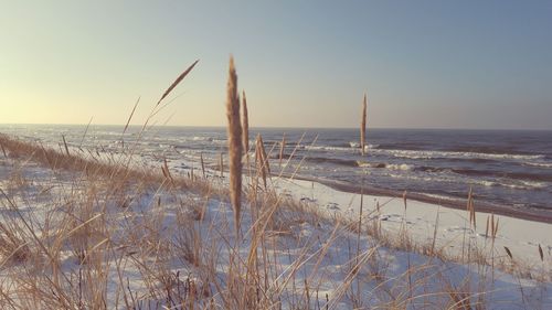 Scenic view of beach against clear sky