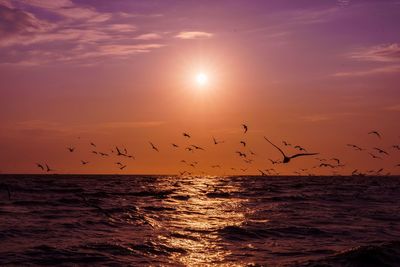 Flock of birds flying over sea at sunset