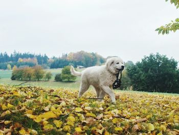 Dog in a forest