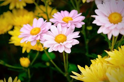 Close-up of fresh pink flowers