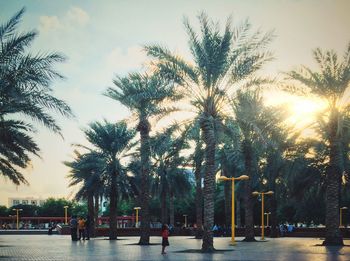 Palm trees against sky
