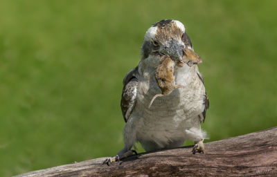 Close-up of bird perching on wood