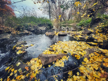 Stream flowing through rocks in forest during autumn