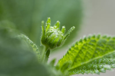 Close-up of insect on plant