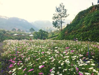 Scenic view of flowering plants on field against sky