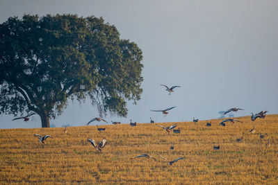 Flock of birds flying over the field