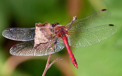 Close-up of dragonfly on plant