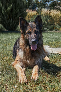 Dog sprayed with water on hot summer day laying on a grass in a home garden and looking at camera