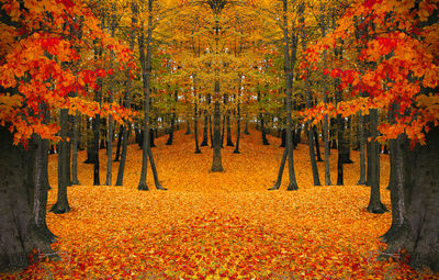 View of maple trees during autumn