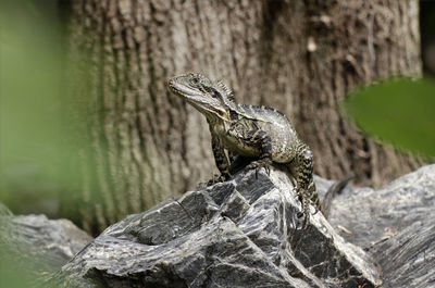 Close-up of a lizard on rock