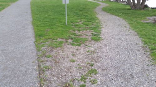 Close-up of plants growing on road