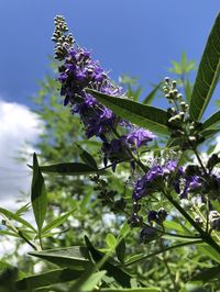 Low angle view of purple flowering plant