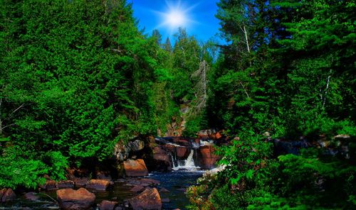 Scenic view of forest against sky