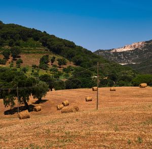 Scenic view of field against clear sky