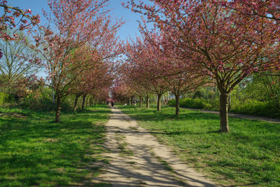 View of cherry trees in park during autumn