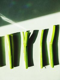 Close-up of green plant against white wall