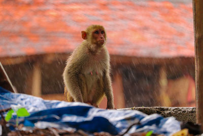 Rhesus macaque monkey