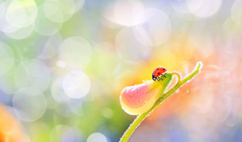 Close-up of ladybug on plant