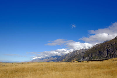 Sheep farm new zealand and mountain background.