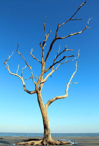 Tree by sea against clear sky