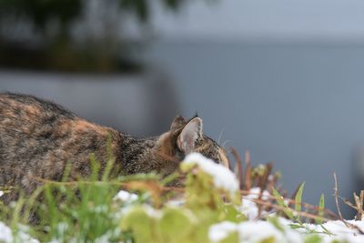 Close-up of cat sitting by plants
