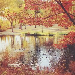 Reflection of trees in pond