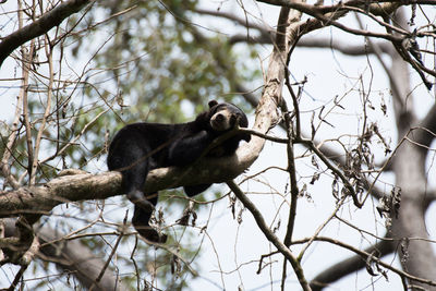 Low angle view of bear on tree