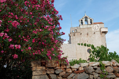 Pink flowering plants against wall and church in vrboska, against sky