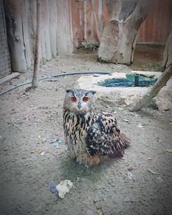 High angle view of eagle