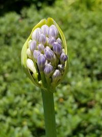 Close-up of purple flower buds