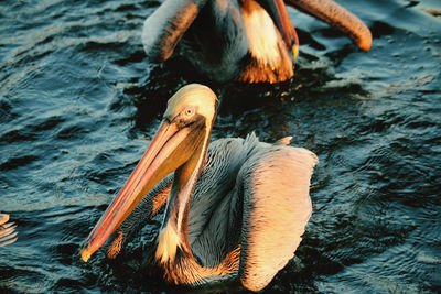 Close-up of pelican