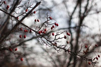 Close-up of red fruits growing on tree